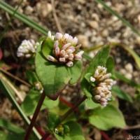 Persicaria nepalensis (Meisn.) H.Gross